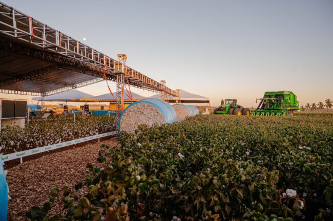 gatec-algodao-2025-11