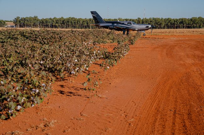 gatec-algodao-2025-119