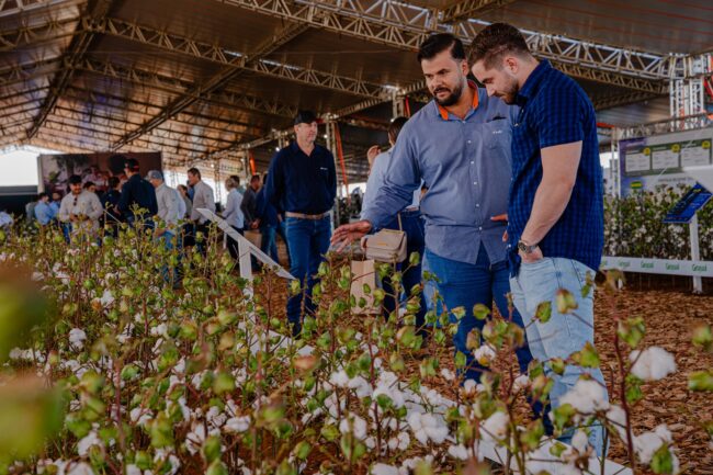 gatec-algodao-2025-132