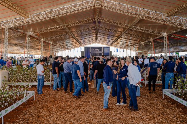 gatec-algodao-2025-204