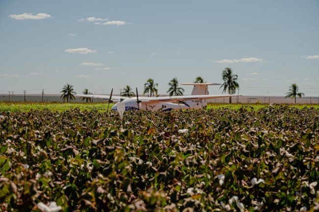 gatec-algodao-2025-257