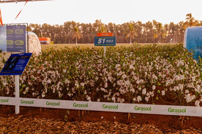 gatec-algodao-2025-61