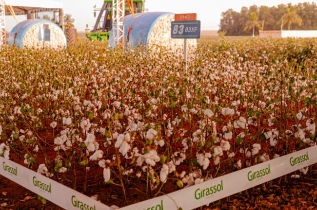 gatec-algodao-2025-62