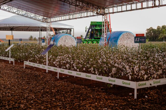 gatec-algodao-2025-65