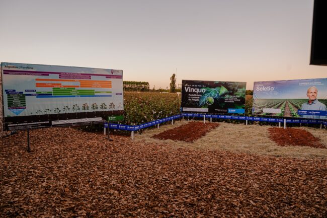 gatec-algodao-2025-9