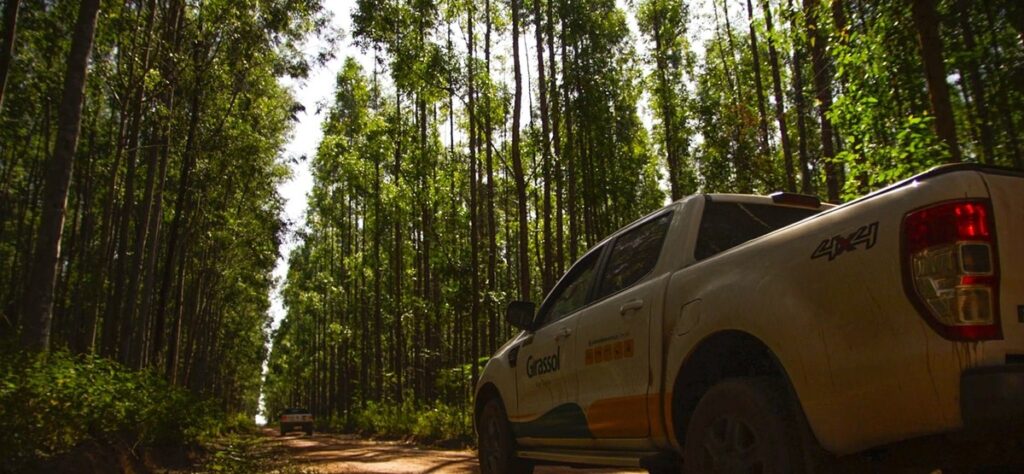 Plantação de eucalipto da Girassol Agrícola em Mato Grosso