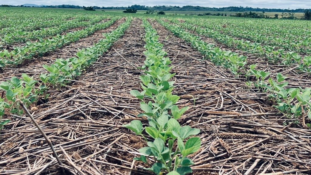 Controle de qualidade de sementes da Girassol Agrícola